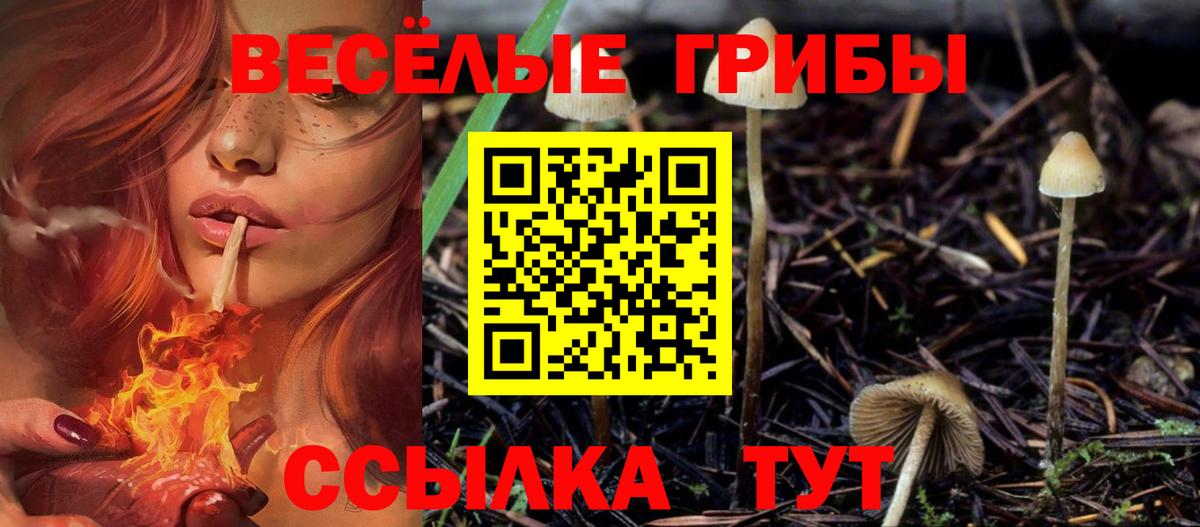 Псилоцибиновые грибы Psilocybine cubensis Камышлов